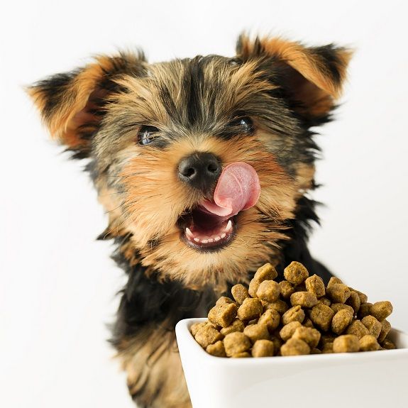 \"small_dog_pet_food\"