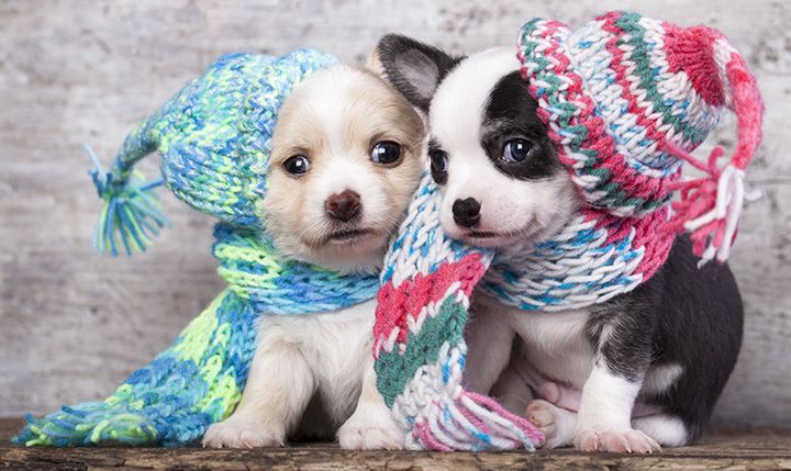 Bring the Holidays Home This Month with Pet Stores