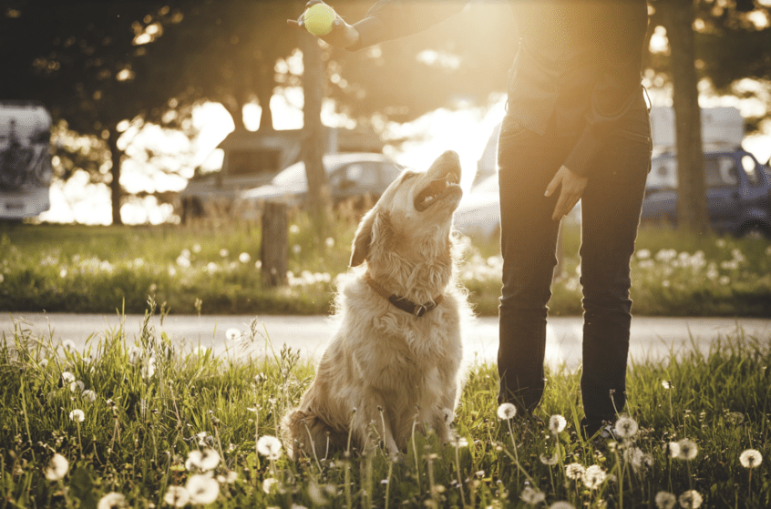 Dog friendly services in des plaines
