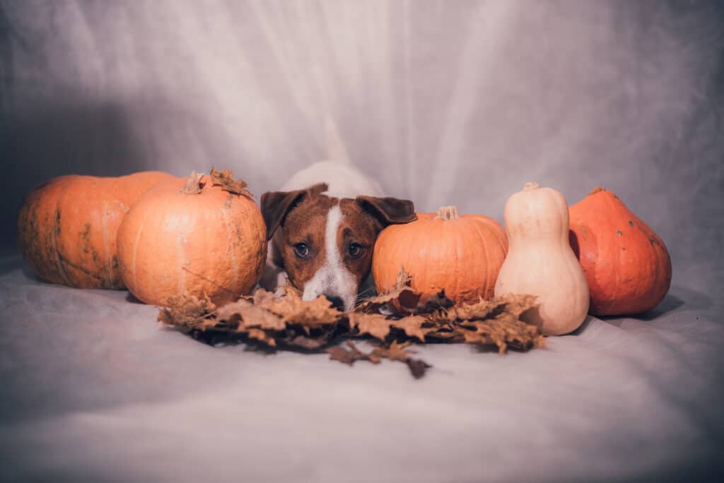 tips for thanksgiving leftovers for your dog
