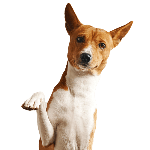 friendly-smart-basenji-dog-giving-his-paw-close-up-isolated-white